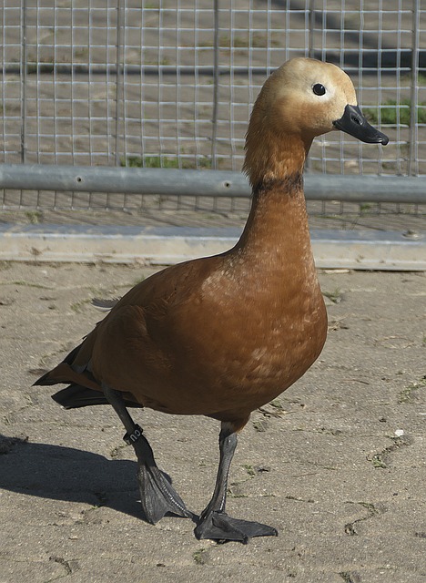 火花